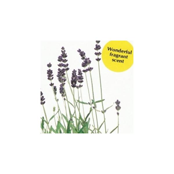 n[u̎ x_[iqfR[gx_[j  ( ؂̎ )