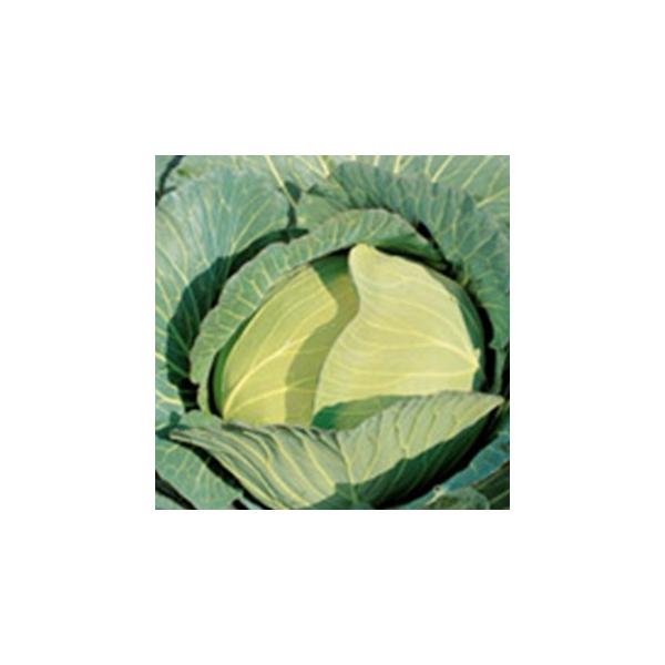 Lxc̎ Vij 珬 ( ؂̎ )