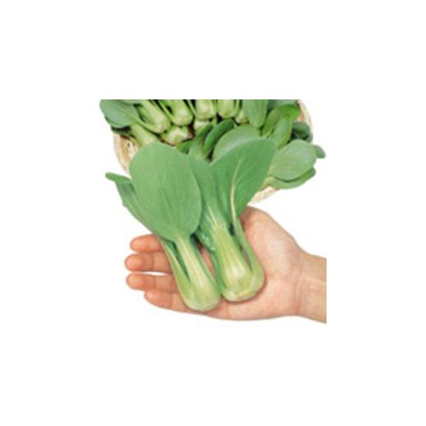 񂰂؂̎ VIpI 2dl ( ؂̎ )