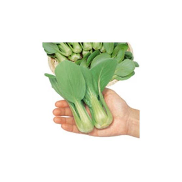 񂰂؂̎ VIpI 20ml ( ؂̎ )