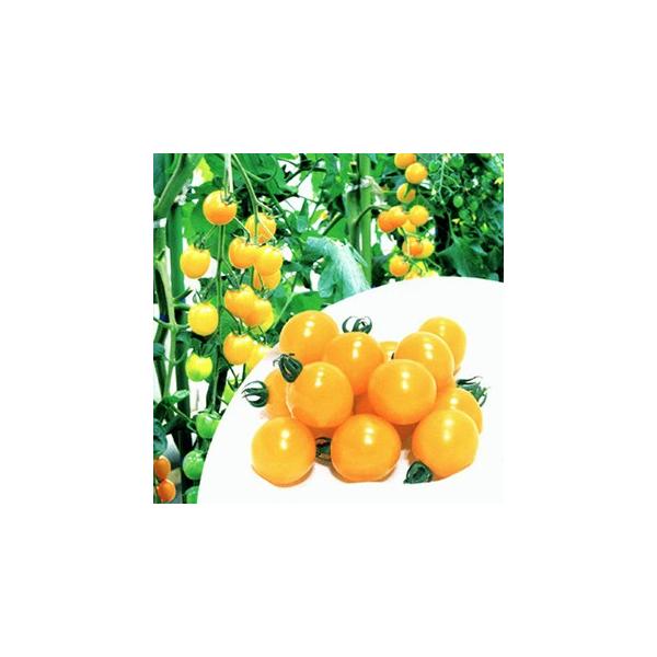 g}g̎ CG[~~ 1,000 ( ؂̎ )