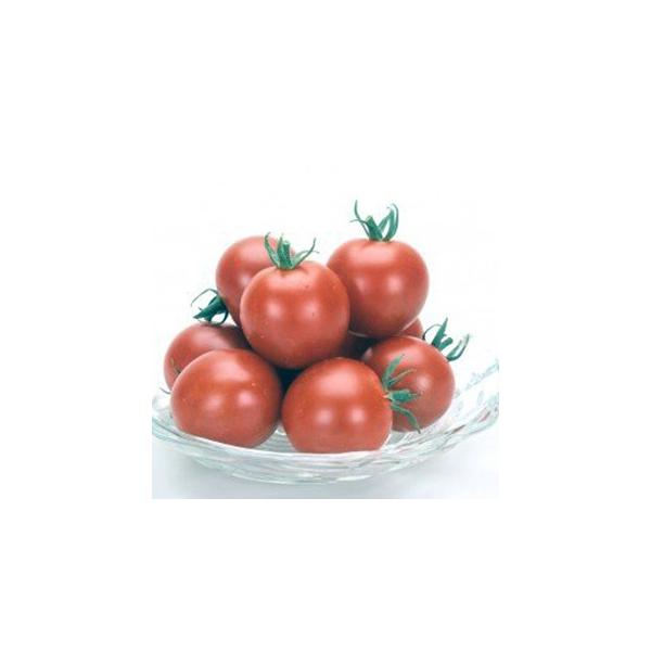 g}g̎ XB[gr[ 1,000 ( ؂̎ )