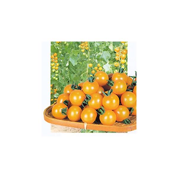 g}g̎ IWp`F 1,000 ( ؂̎ )