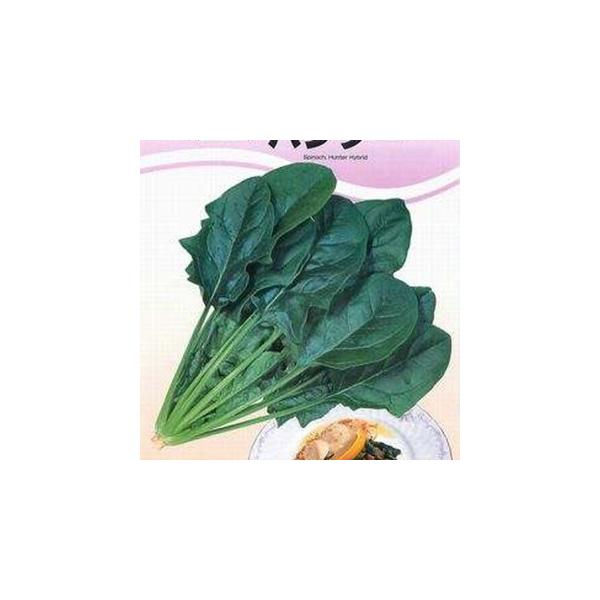 ほうれん草の種 ハンター プライミング種子M3万粒 ( 野菜の種 )