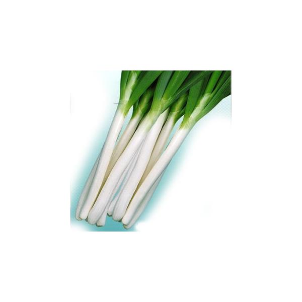 lM̎ ΑqG[X  20ml ( ؂̎ )