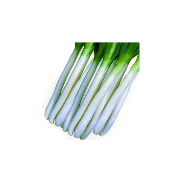 lM̎ Αq  20ml ( ؂̎ )