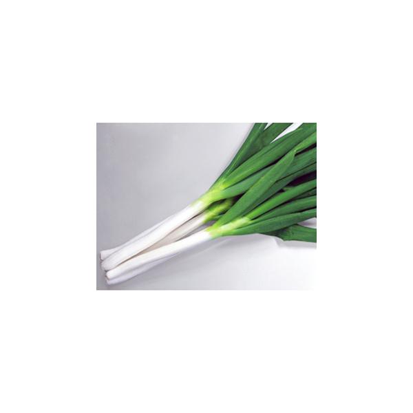 lM̎ Αq 2dl ( ؂̎ )