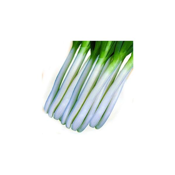 lM̎ Αq 1L ( ؂̎ )