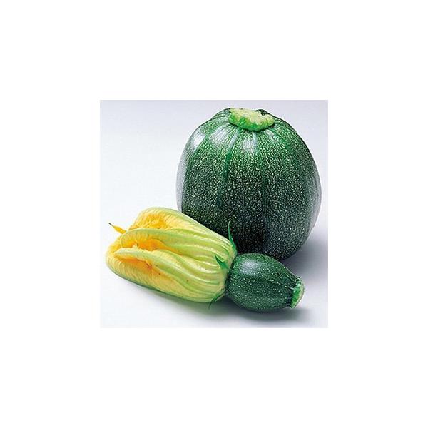 YbL[j̎ ubNGbO  100 ( ؂̎ )