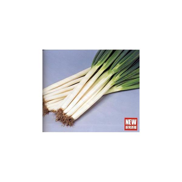 lM̎ lM̎ Đp[ ybgU痱 ( ؂̎ )