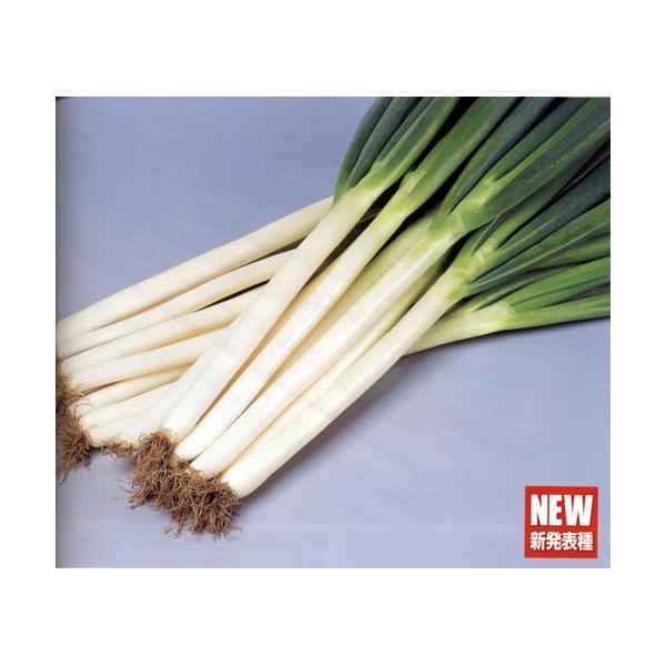 lM̎ Đp[ 1dl ( ؂̎ )