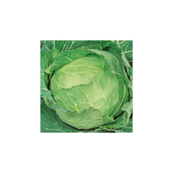 Lxc̎ t ybg5痱 ( ؂̎ )