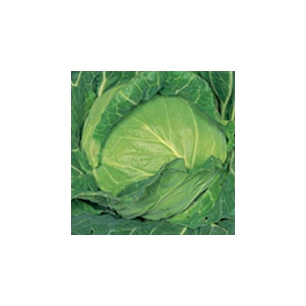 Lxc̎ n201EX 2000 ( ؂̎ )