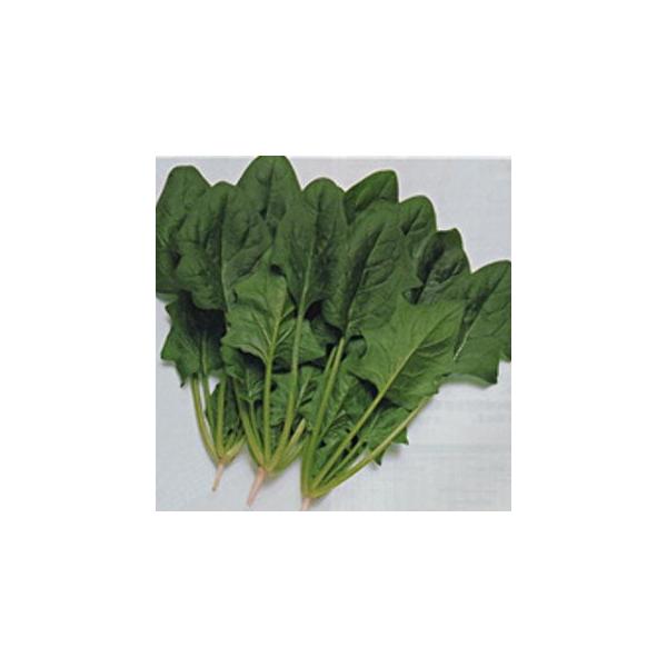 ほうれん草の種 トラッド M3万粒 ( 野菜の種 ) :5115891:菜園くらぶ Yahoo!店 - 通販 - Yahoo!ショッピング ほうれん草の種 トラッド M3万粒 ( 野菜の種 ) :5115891:菜園くらぶ Yahoo!店 - 通販 - Yahoo!ショッピング