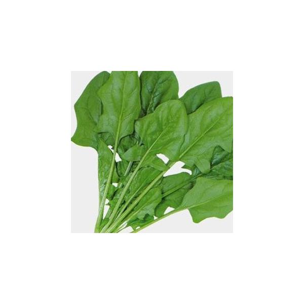 ほうれん草の種 まほろば 1L ( 野菜の種 )