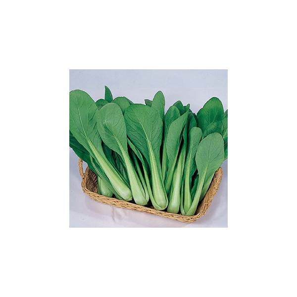  (Ђ؂̎) 2dl ( ؂̎ )