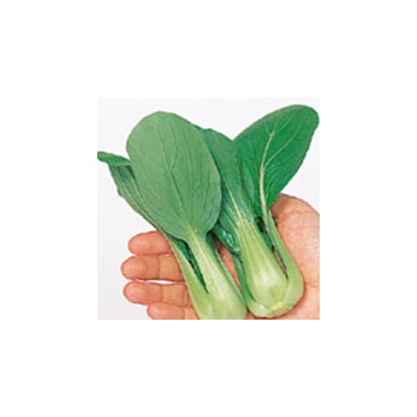 ~jVIpI (񂰂 `QTC̎)  20ml ( ؂̎ )