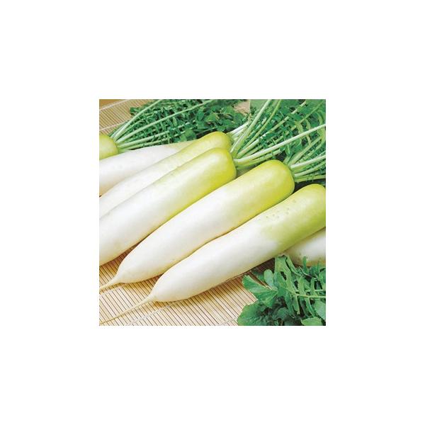 卪̎ V 2dl ( ؂̎ )