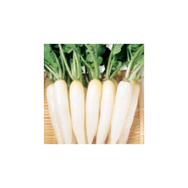 \卪̎ Ꮼ  20ml ( ؂̎ )