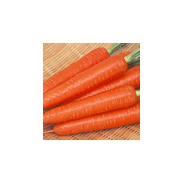 人参の種 ベーターリッチ ペレット1万粒 ( 野菜の種 ) : 菜園くらぶ