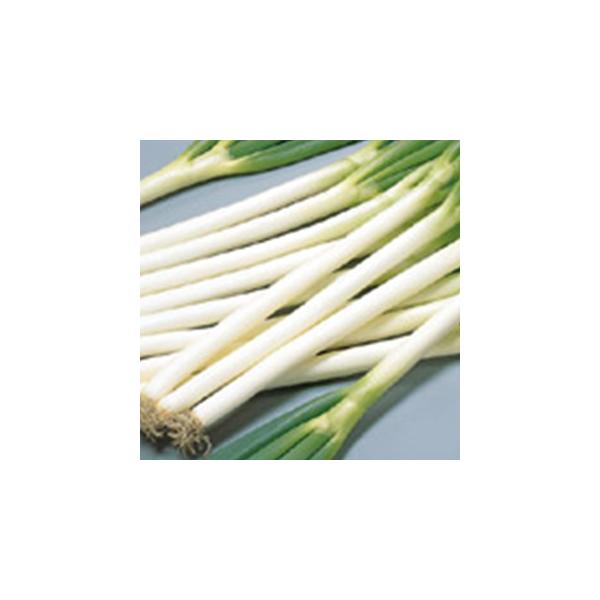 lM̎ Đ3  20ml ( ؂̎ )