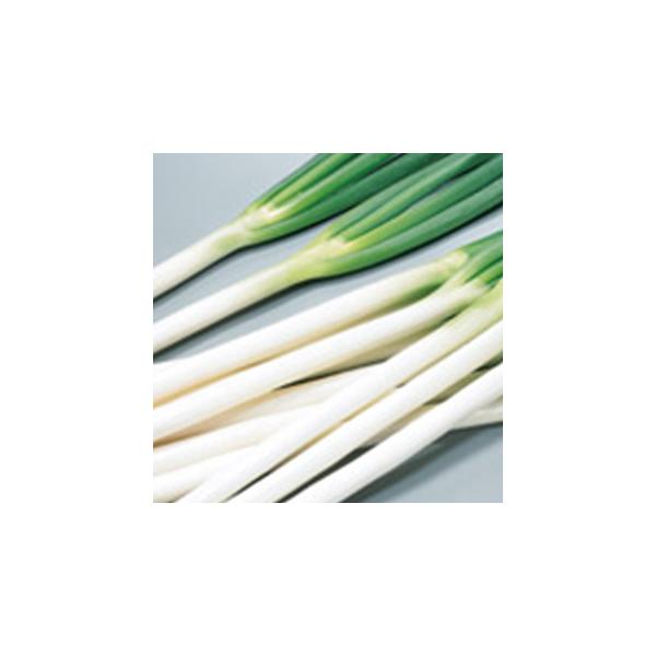 lM̎ Đ4 1dl ( ؂̎ )