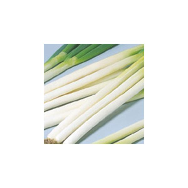 lM̎ ~3  20ml ( ؂̎ )