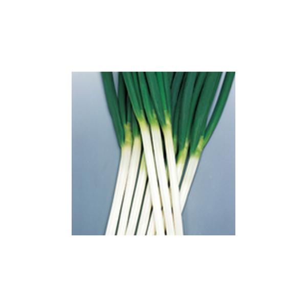 lM̎ t  20ml ( ؂̎ )