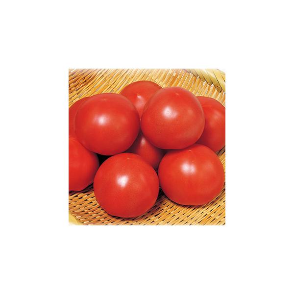 ʃg}g̎ g}g409 100 ( ؂̎ )