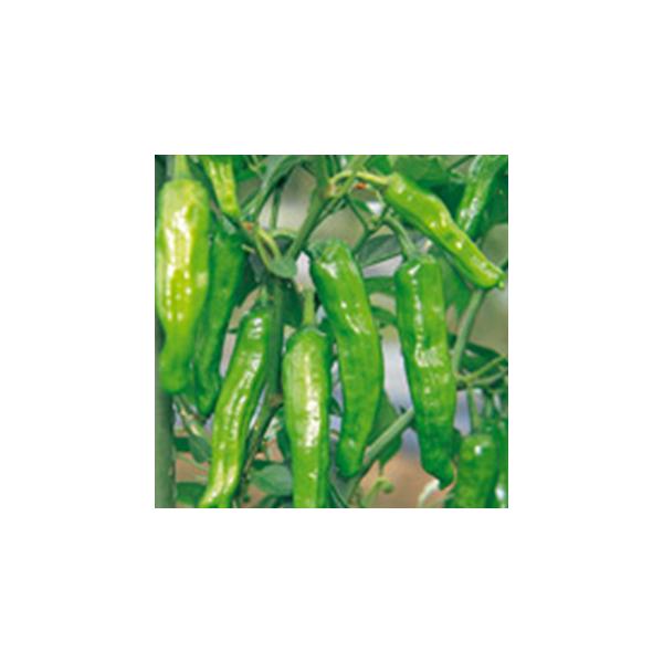 シシトウの種 翠臣 20ml ( 野菜の種 )