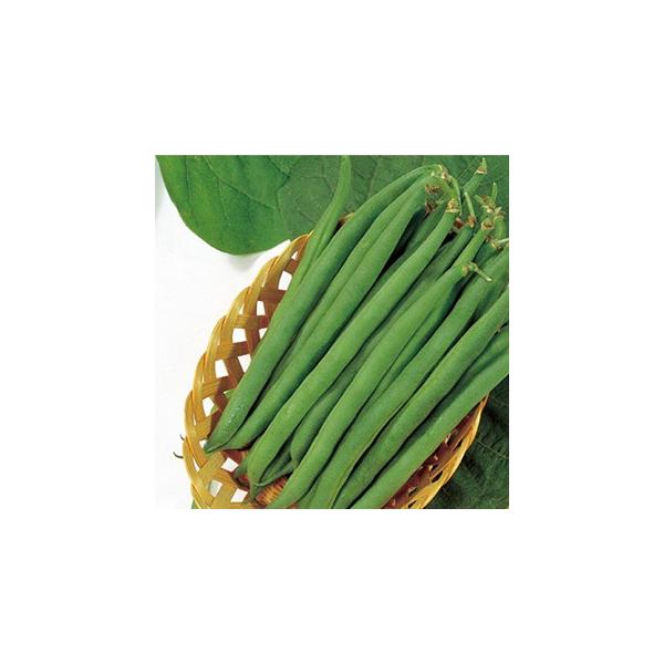 CQ̎  Ȃؓ OX  1L ( ؂̎ )