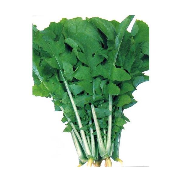 tY (t卪̎) 2dl ( ؂̎ )