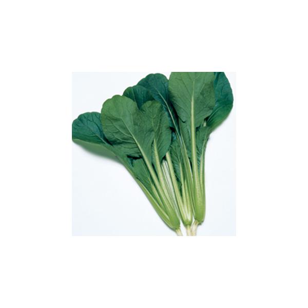 ؁Xq (؂̎)  20ml ( ؂̎ )