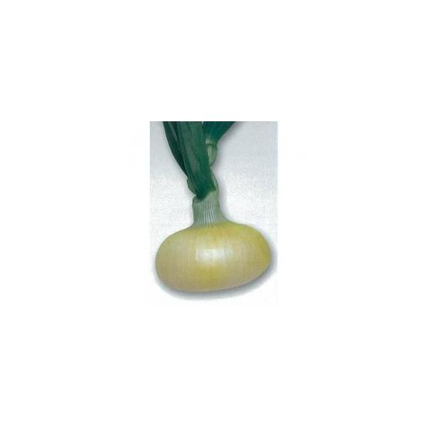 玉ねぎの種 マッハ 2dl ( 野菜の種 )