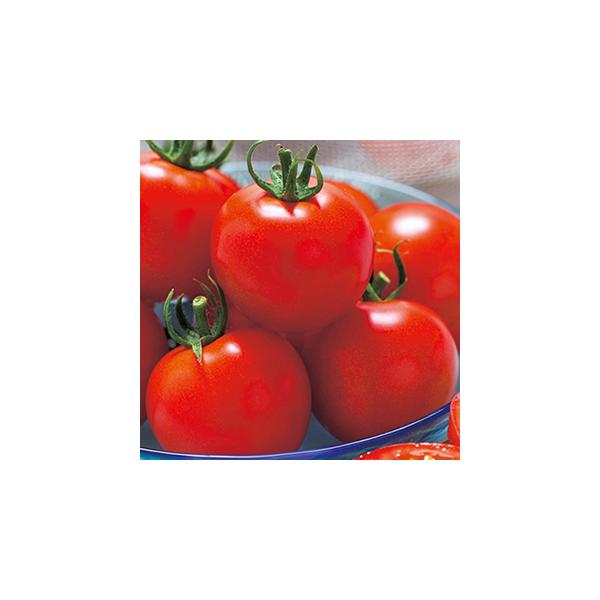 ʃg}g̎ teBJ 1,000 ( ؂̎ )