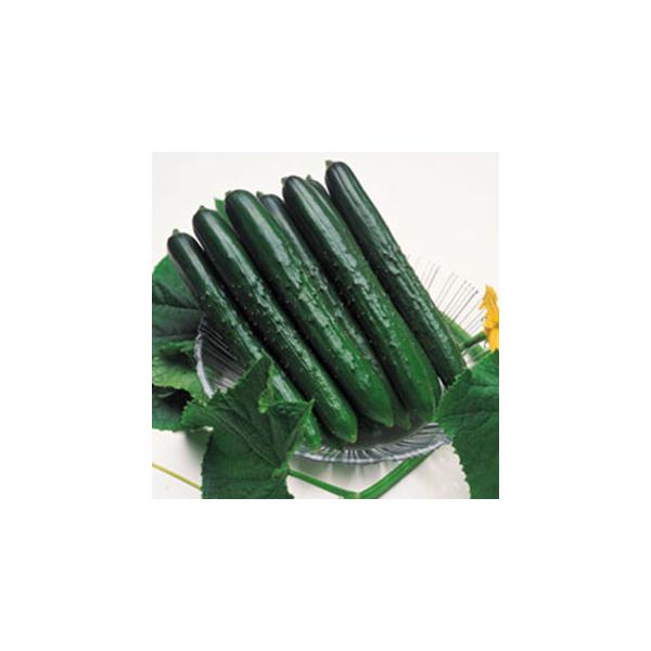 LE̎ Ă 100 ( ؂̎ )