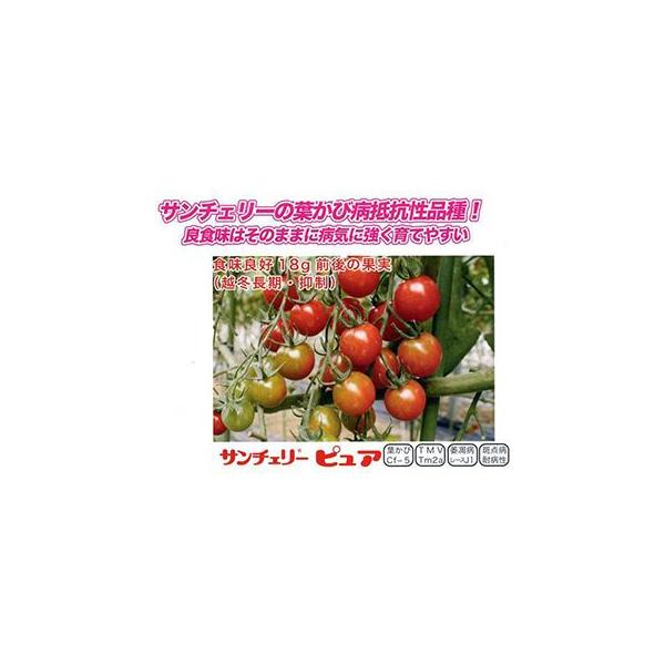 g}g̎ T`F[sA 痱 ( ؂̎ )