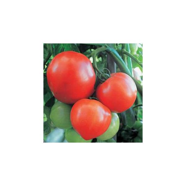 ʃg}g̎ ݂163 ܁i30j ( ؂̎ )