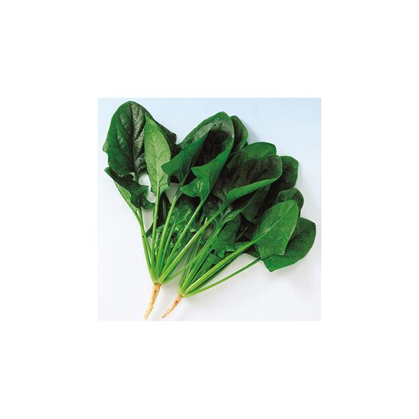 zE\E̎ N[l 1dl ( ؂̎ )