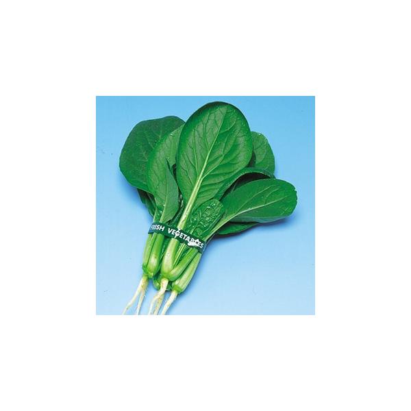 ͂ (؂̎)  20ml ( ؂̎ )