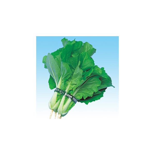 ׂ (ׂ؂̎)  20ml ( ؂̎ )