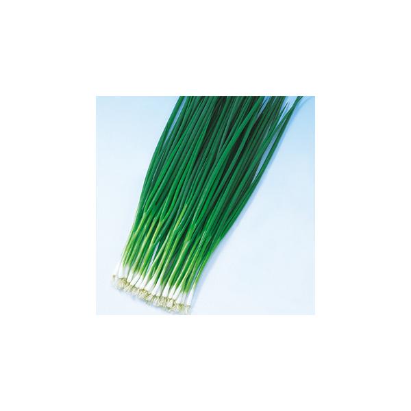 lM̎ 납ݔK  2dl ( ؂̎ )