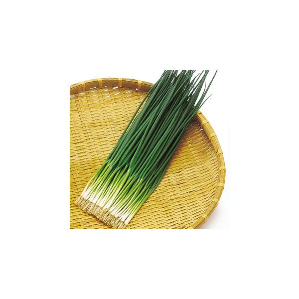 lM̎ ĕF  20ml ( ؂̎ )