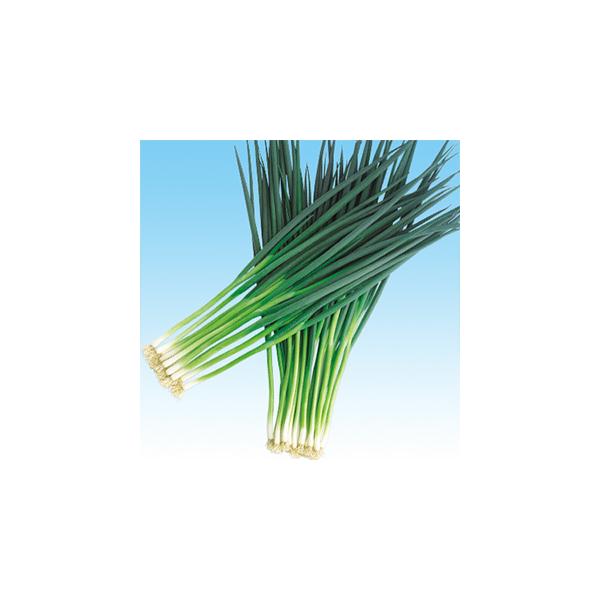 lM̎ č  20ml ( ؂̎ )