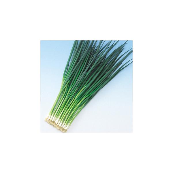 lM̎ ~  2dl ( ؂̎ )