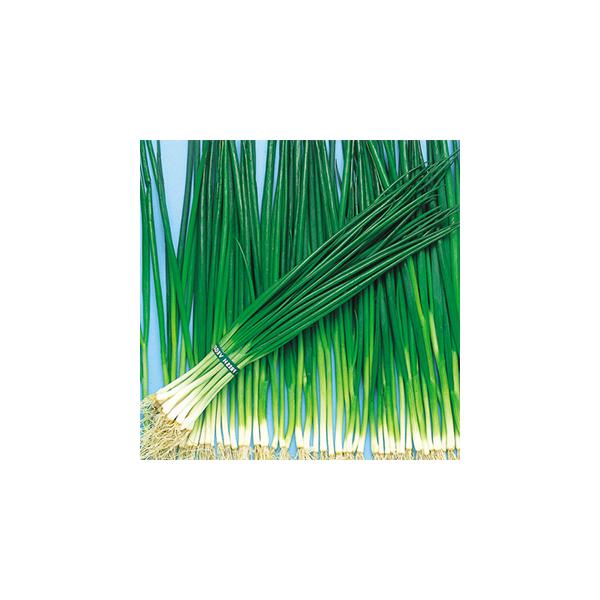 lM̎  (ėp) 2dl ( ؂̎ )