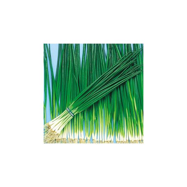 lM̎  (ėp) 1L ( ؂̎ )