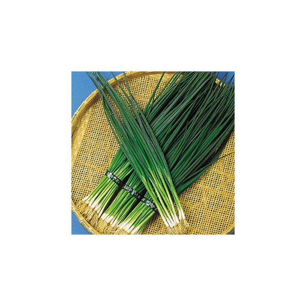 lM̎  (~p) 2dl ( ؂̎ )