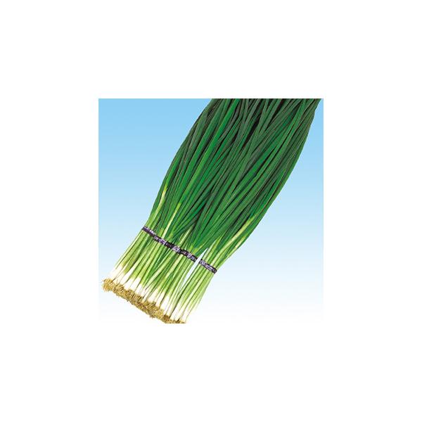 lM̎ W  20ml ( ؂̎ )