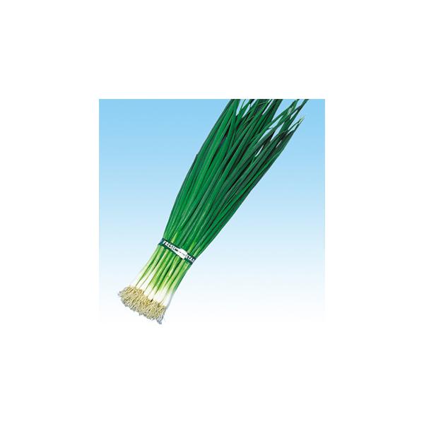 lM̎ X[p[  20ml ( ؂̎ )